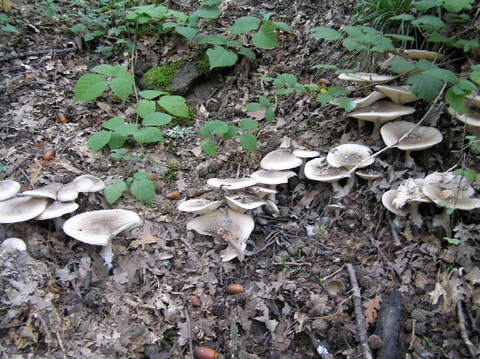 ..Clytocibe costata ?